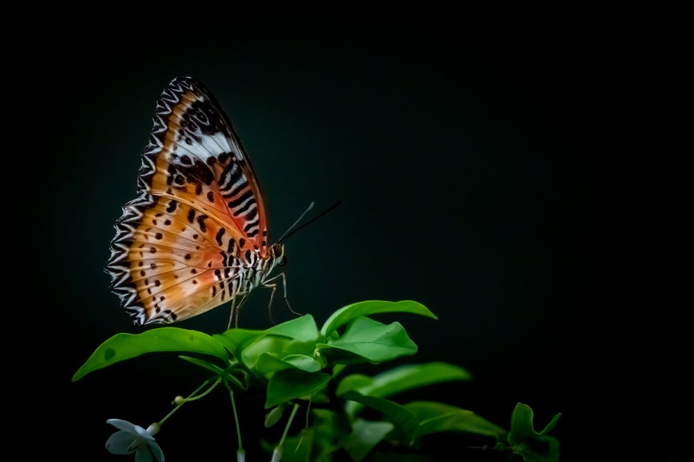 Photograph by Furqan Ali