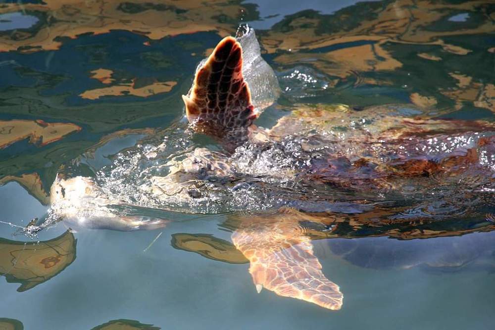 Photograph by Ольга Эркызан