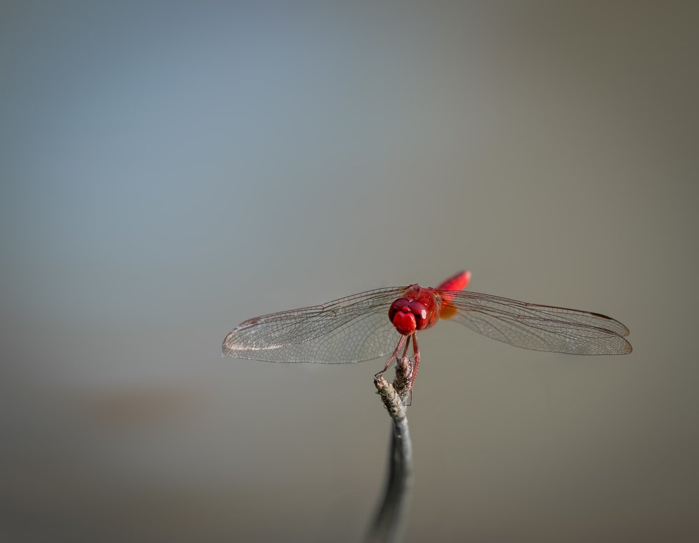 Photograph by Furqan Ali