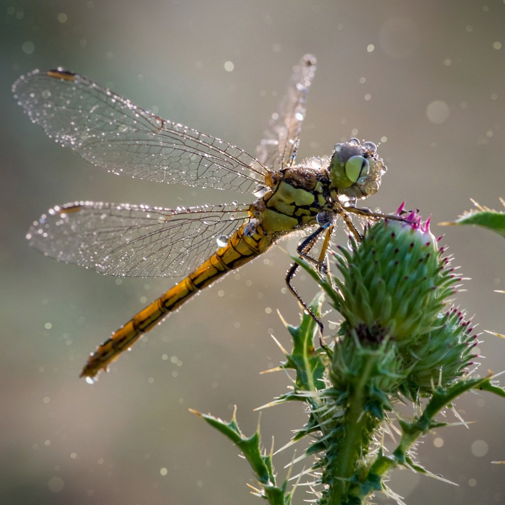 Хрустальные крылышки