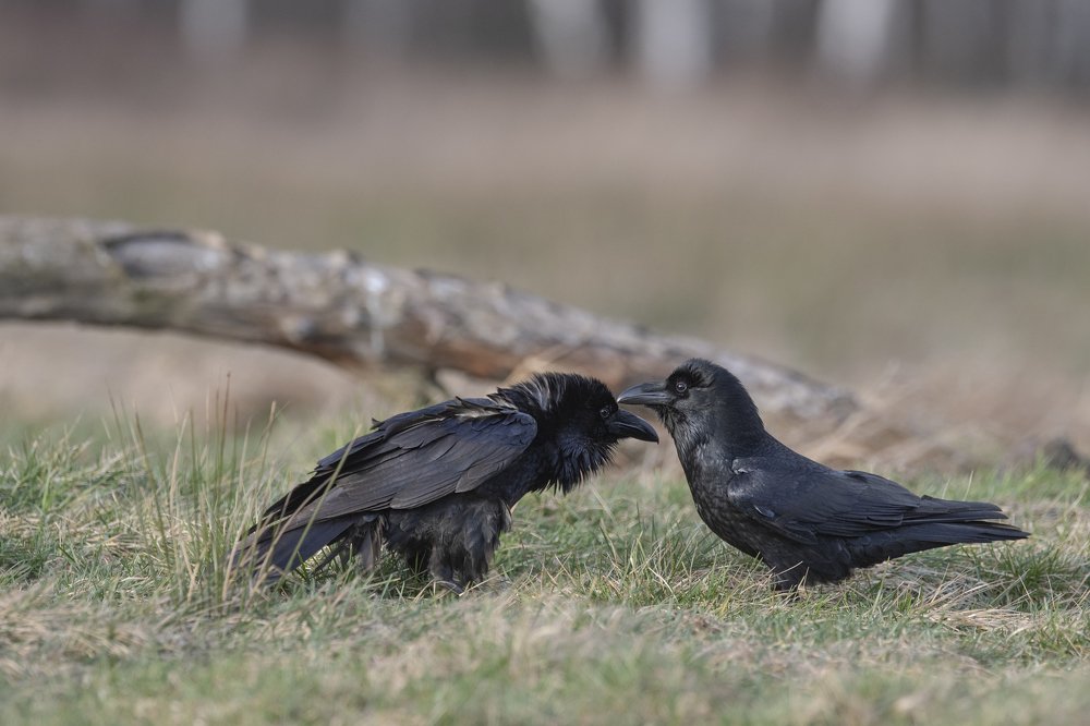 Photograph by Ernestas Balcikonis