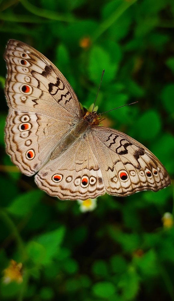 Фотография автора Parag Purkar