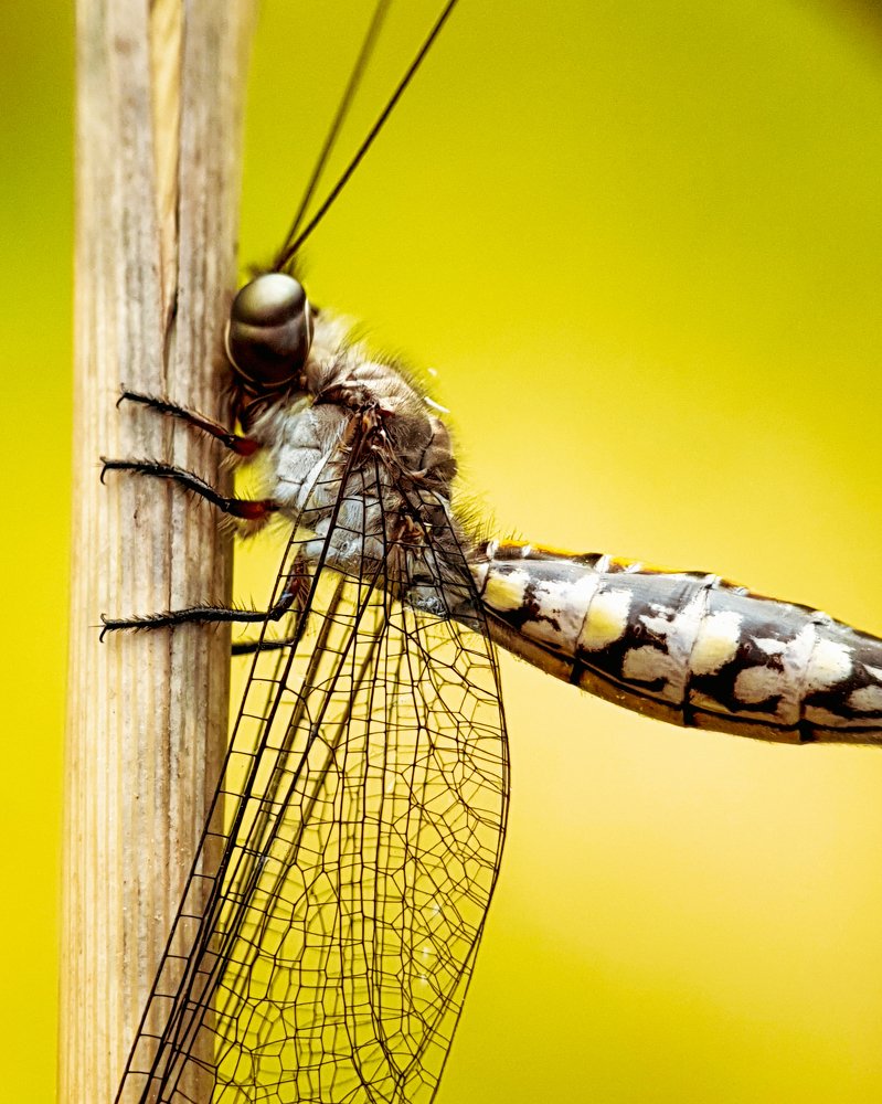 Finding shade on a sunny day