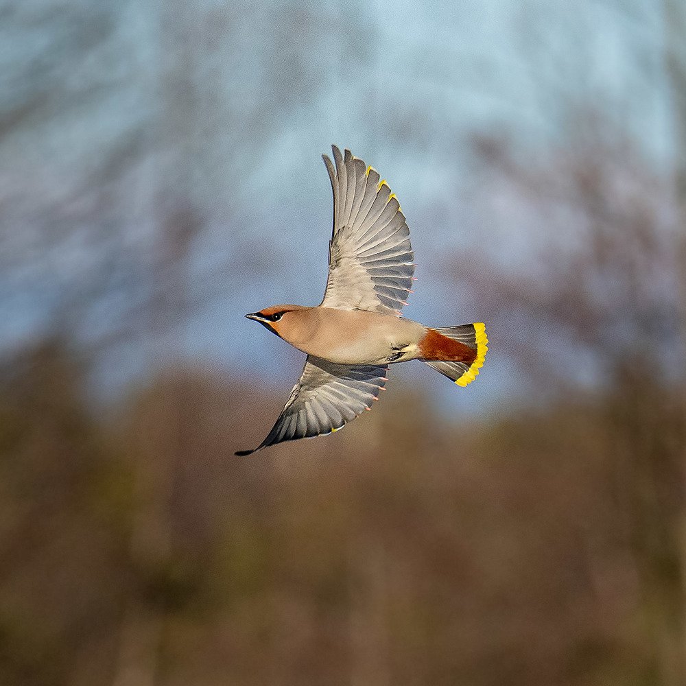 Свиристель