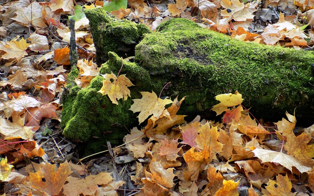 Photograph by Сергей Рудаков