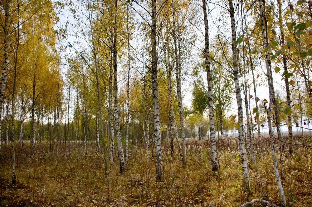 Photograph by Николай Соколовский