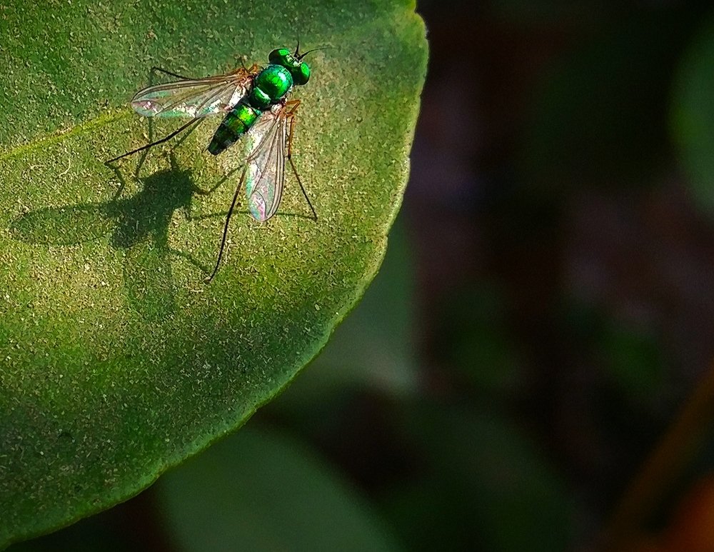 Фотография автора Parag Purkar