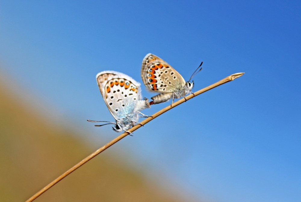Photograph by Валентина Болотова