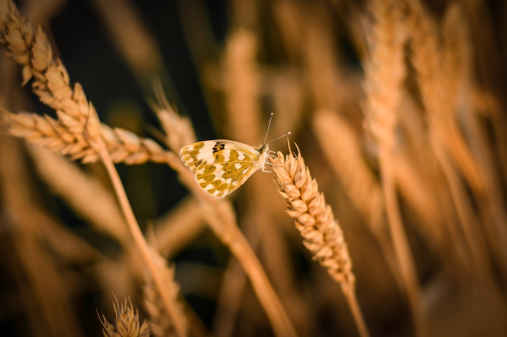 Photograph by Анастасия Донская