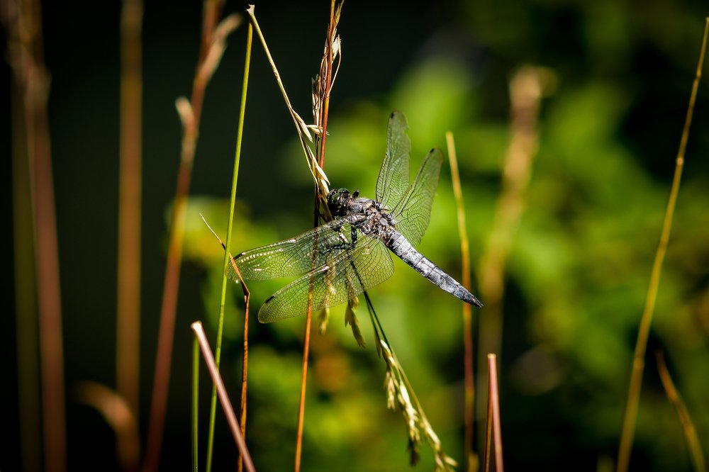 Photograph by Анастасия Донская