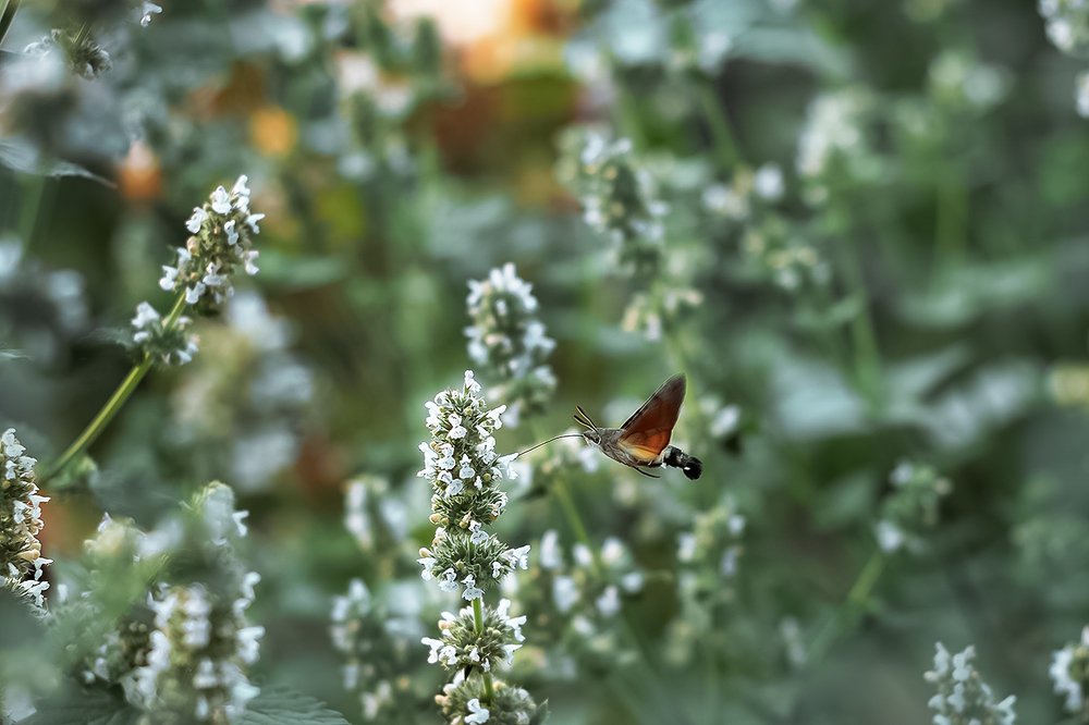 Фотография автора Елена Баклач