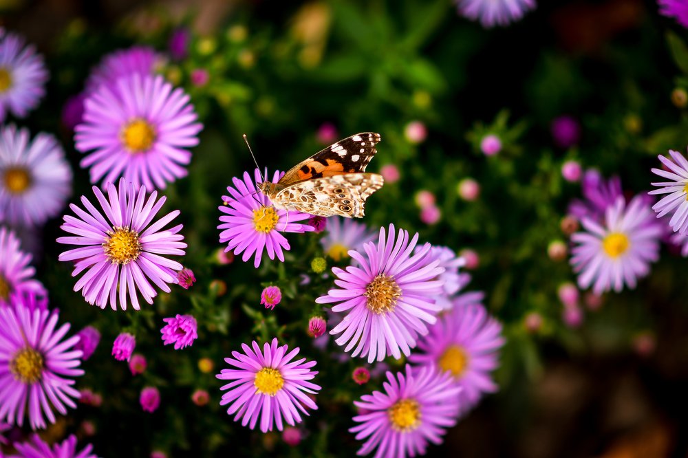 Photograph by Анастасия Донская