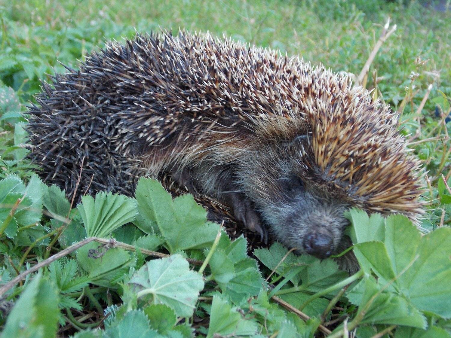 Photo #5075070