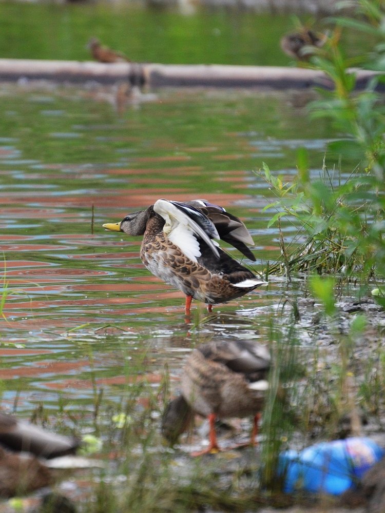 Поднять закрылки, убрать шасси