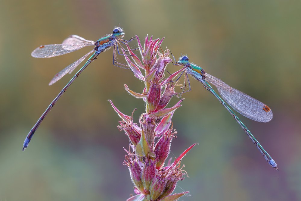 Photograph by Кузнецов Дмитрий