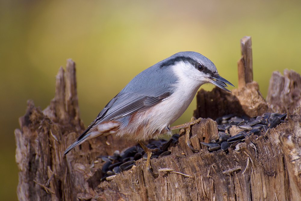 Photograph by Кузнецов Дмитрий