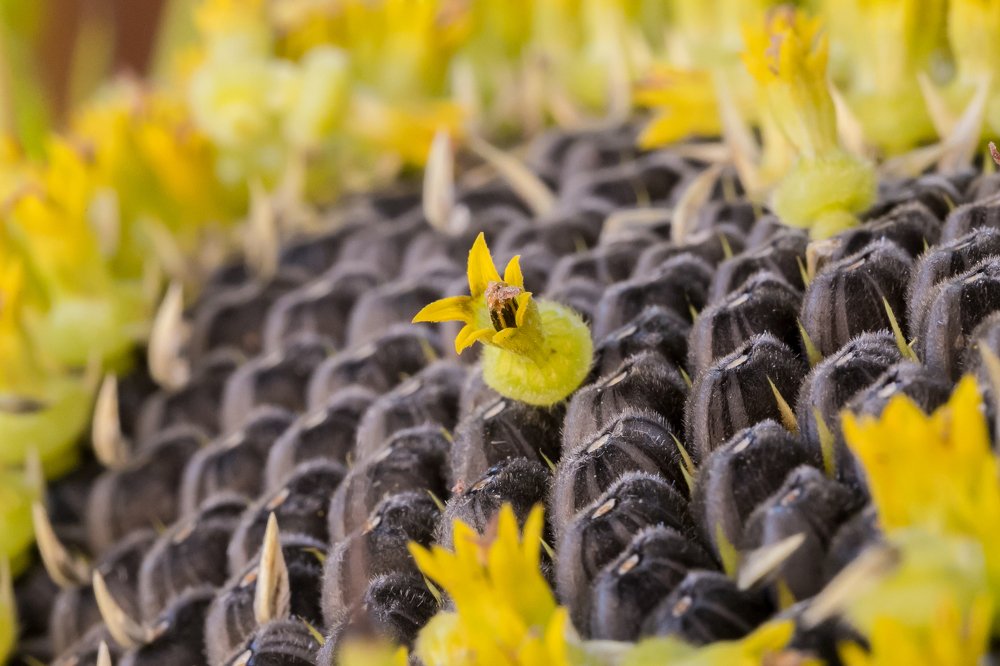 Цветы подсолнуха