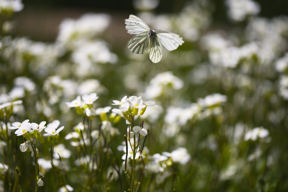 Белая над белым