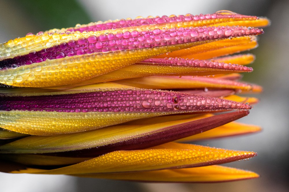 Утренняя роса