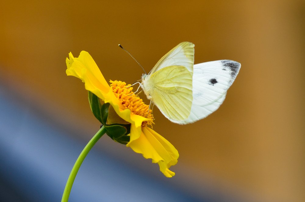 Photograph by Данил Артыков