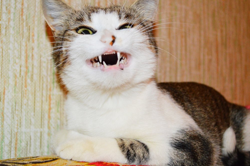 От улыбки станет всем светлей