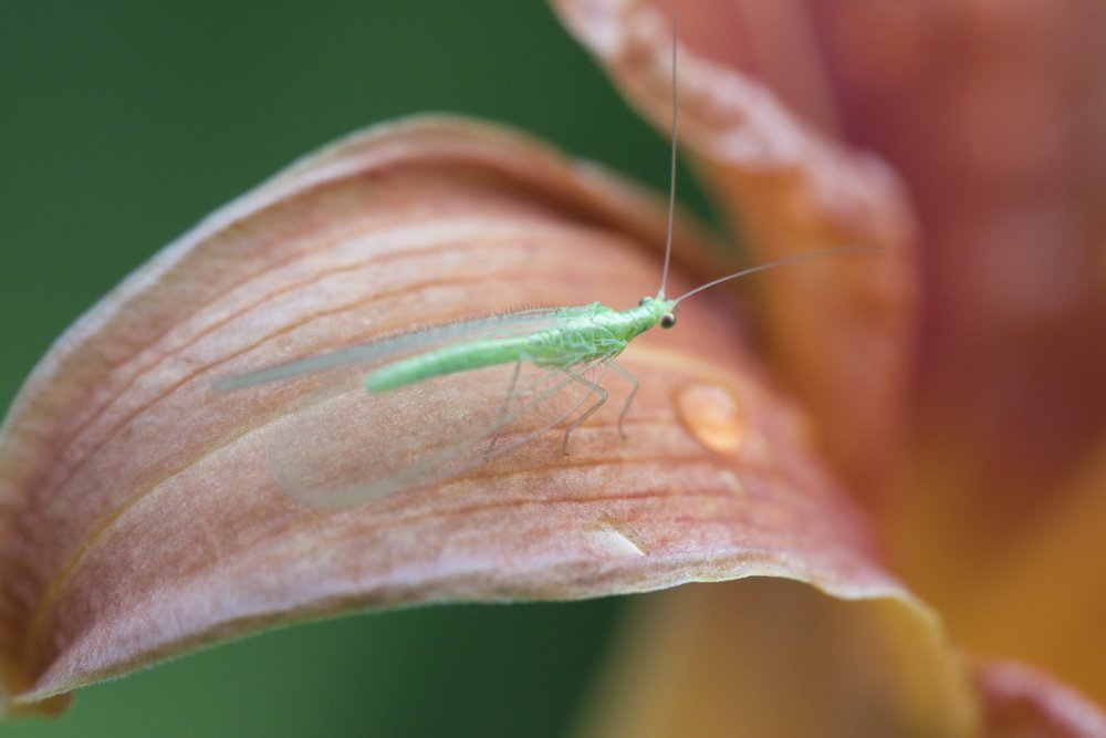 Зеленое чудо