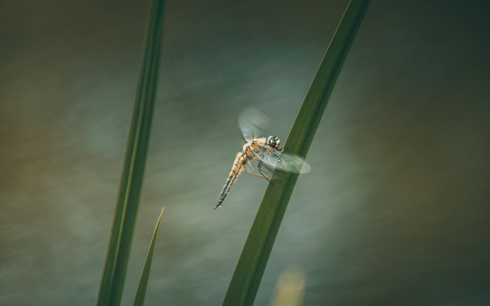 Photograph by Юлия Долгина