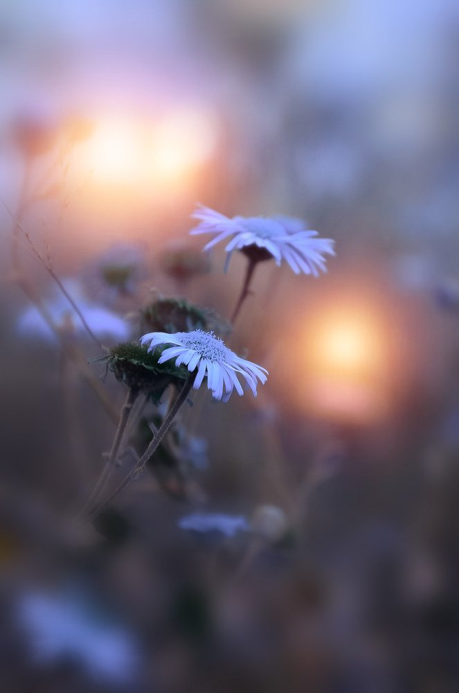 Фотография автора Amra Mujić