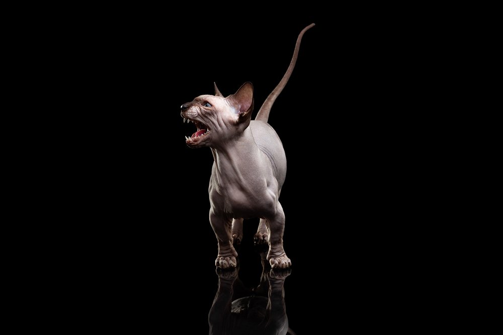 Photograph by Anatolie Burdeniuc