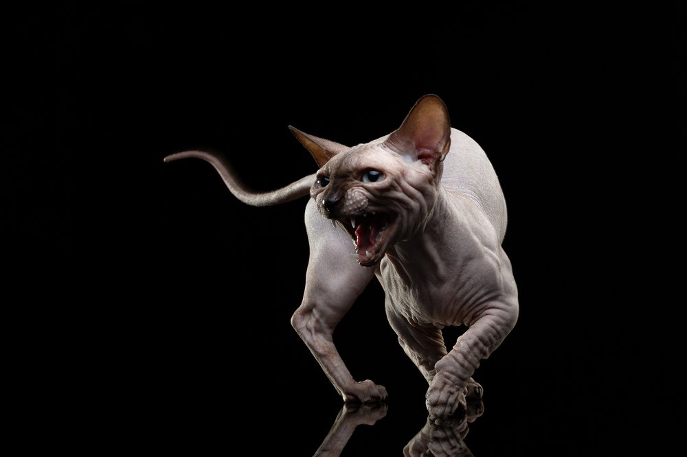 Photograph by Anatolie Burdeniuc