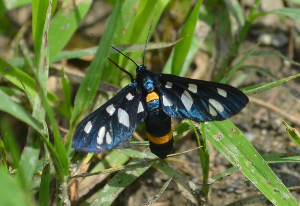 Лжепестрянка обыкновенная