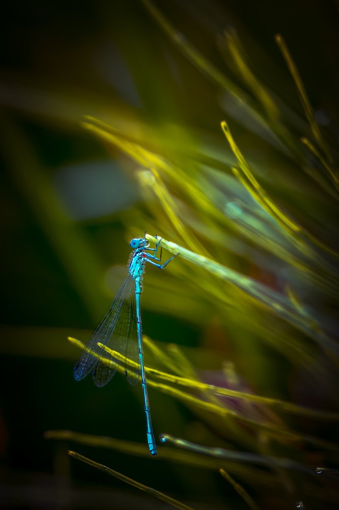 Dragonfly