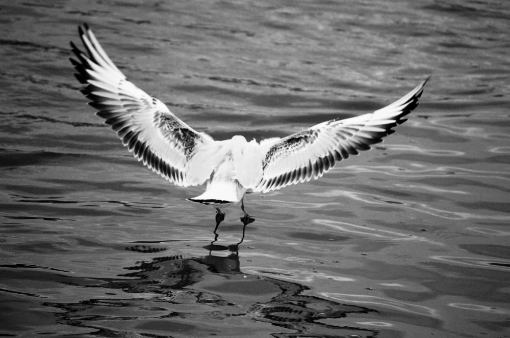 В взмахе от свободы