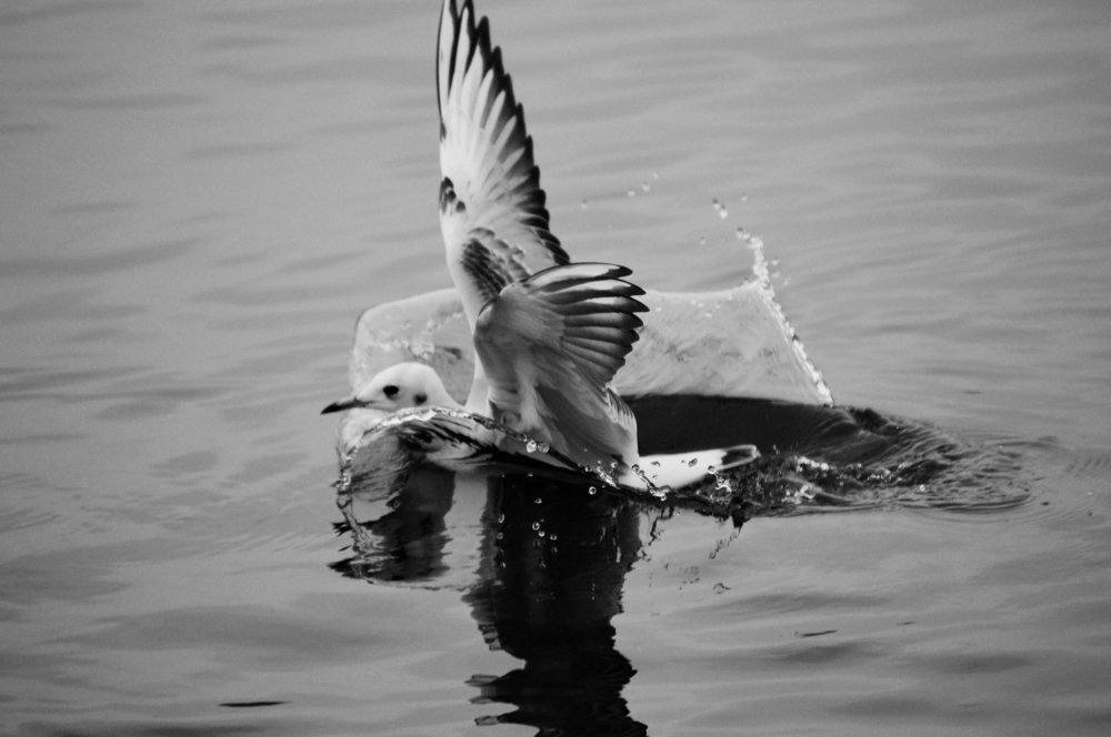 Приводнение