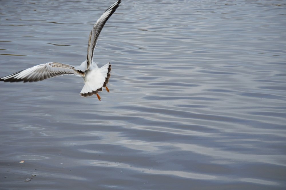 Photograph by Ольга Карабулина