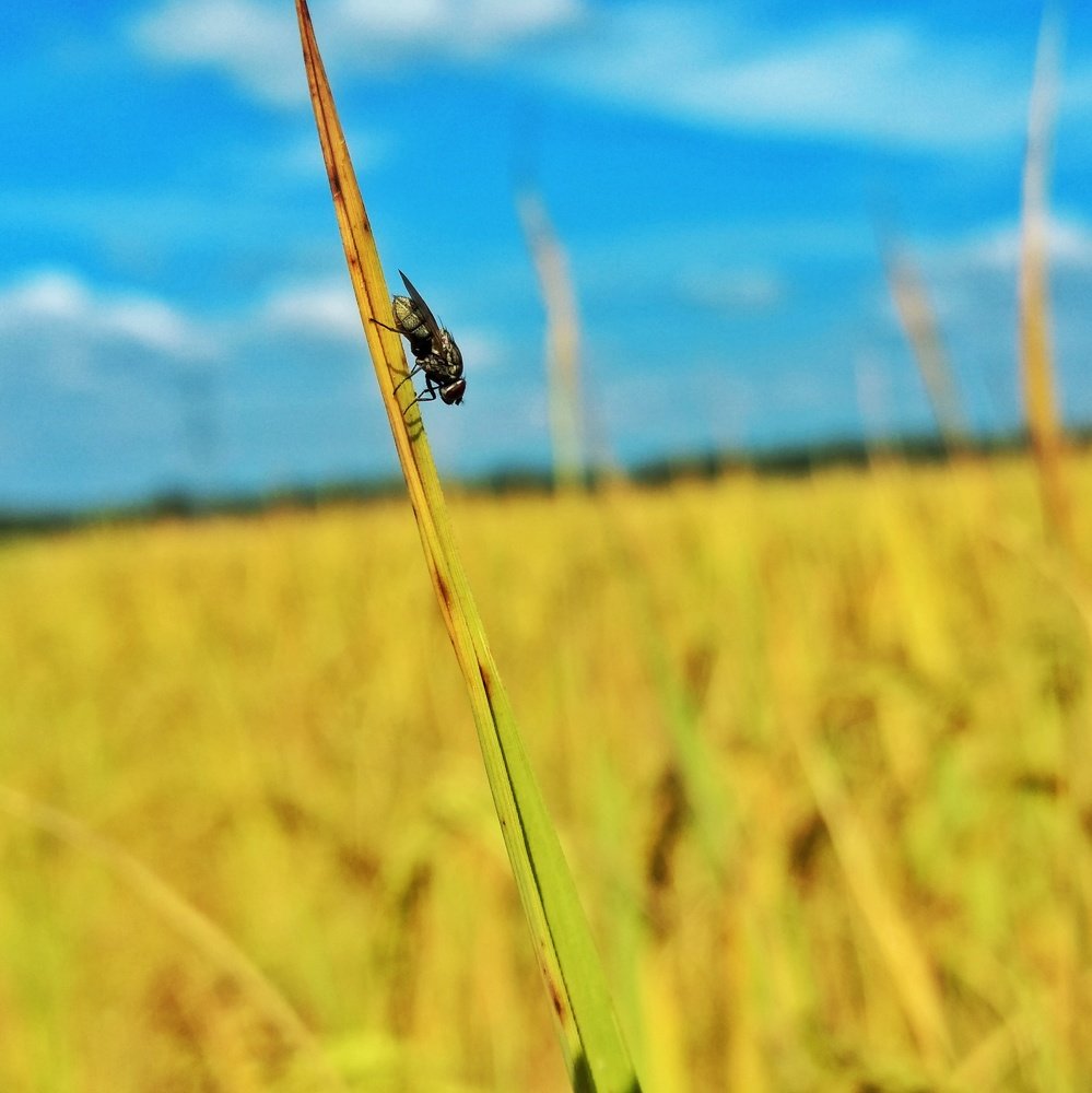 Photograph by Pratap Biswas