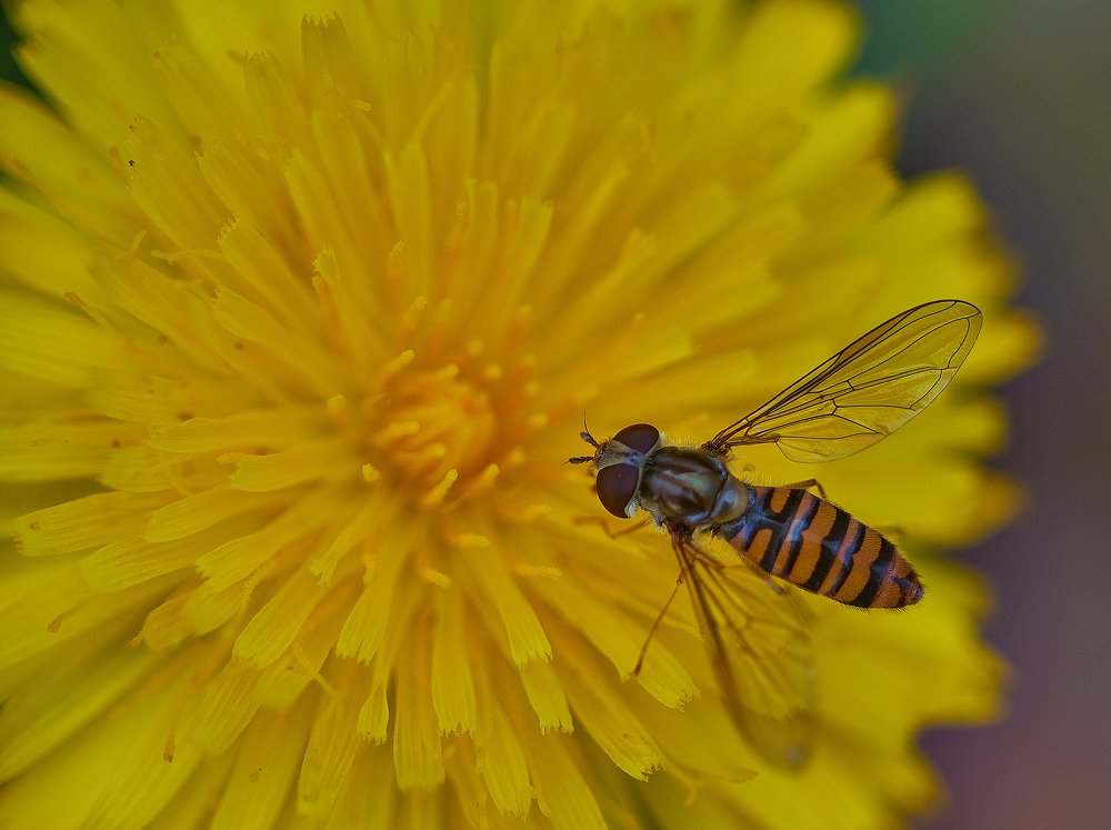 Photograph by Gurval BAGOT