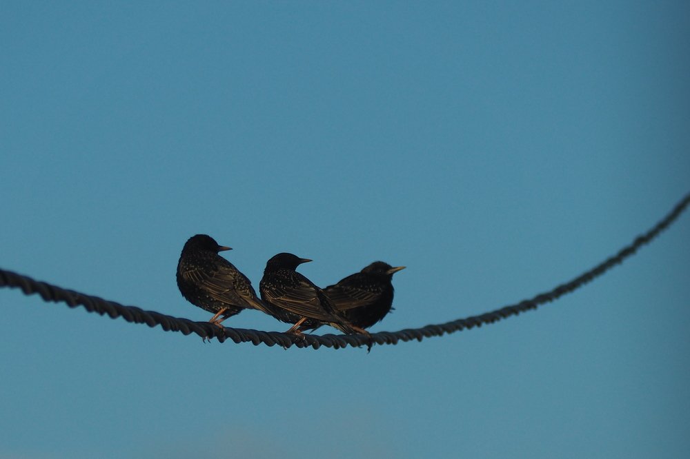 Photograph by Gurval BAGOT