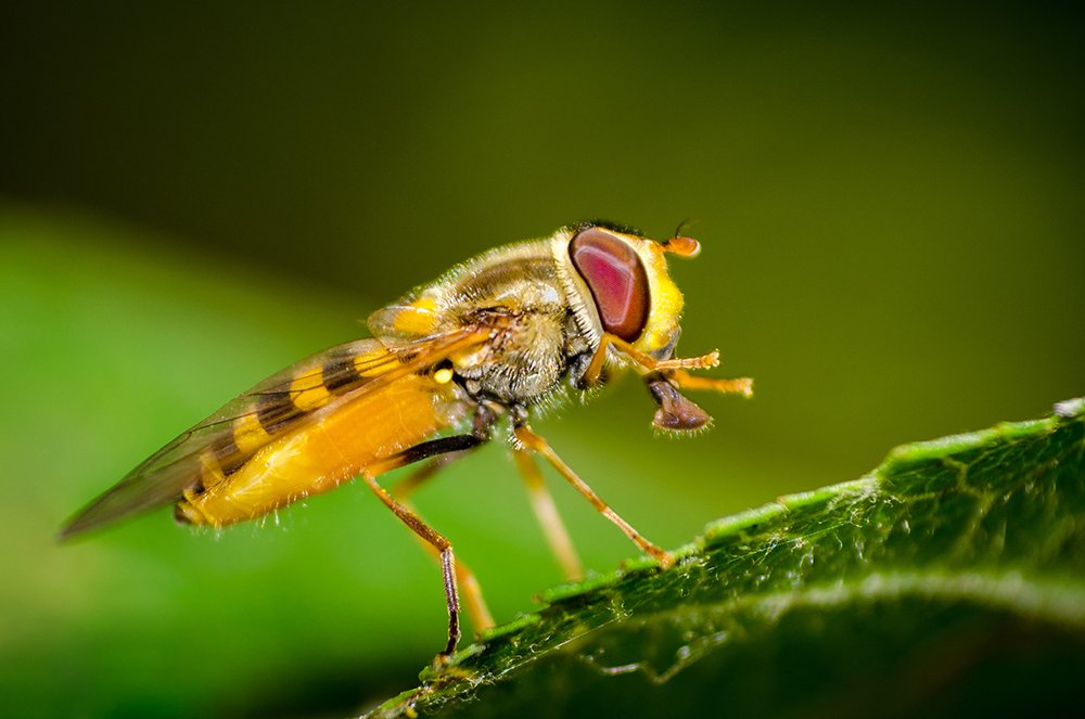 Hoverfly
