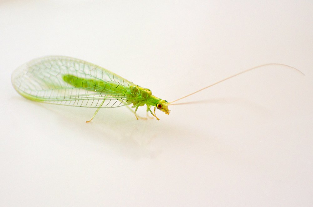 Photograph by Sahar Jafari