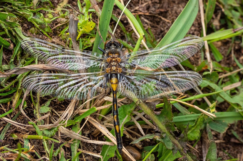 Photograph by Елена Вотинцева