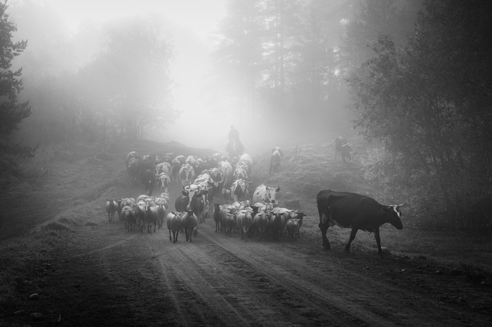 Photograph by Юлия Лаптева