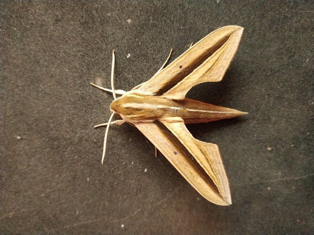 Photograph by Priyanka Sharma