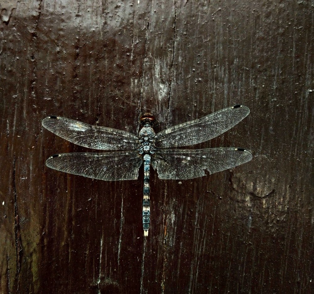 Photograph by Priyanka Sharma