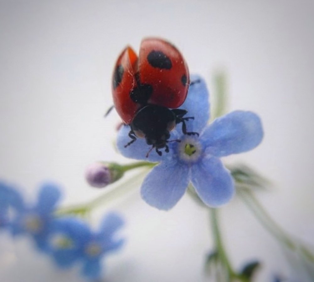 Photograph by Жанна Усатова