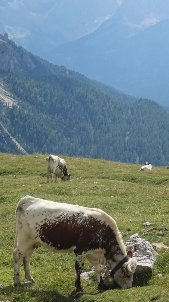 lucky herd