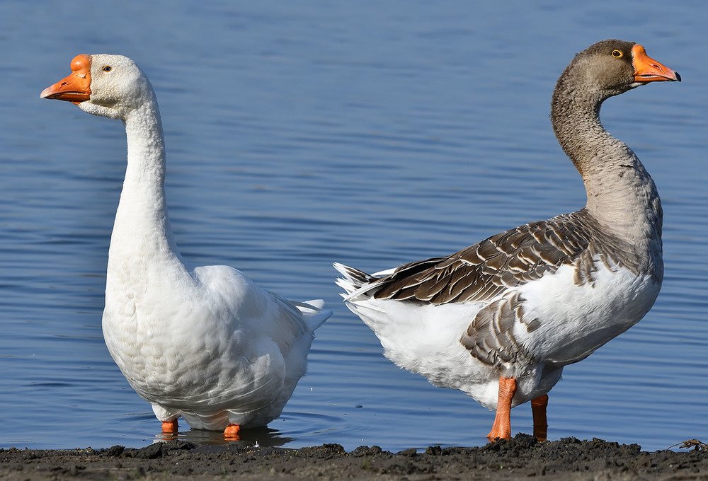 Photograph by Вячеслав Ладанов