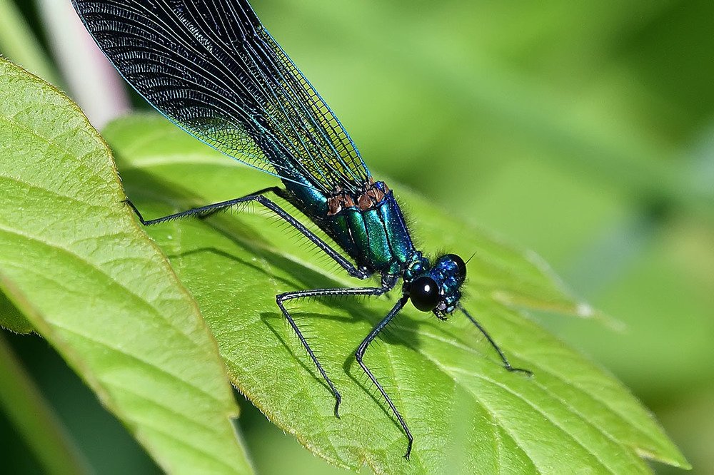 Photograph by Вячеслав Ладанов