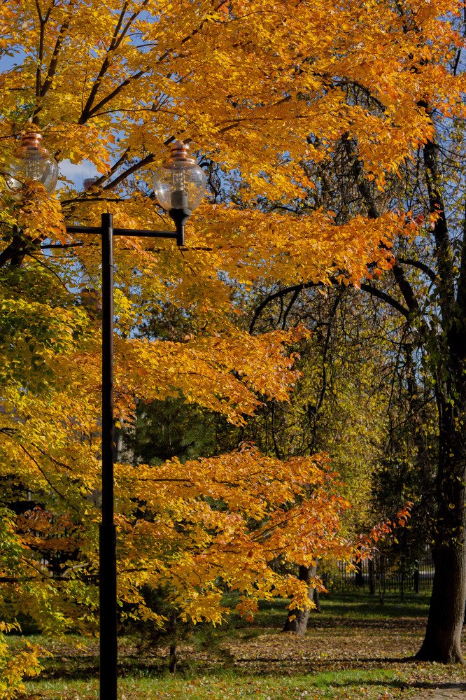 Золотая осень.