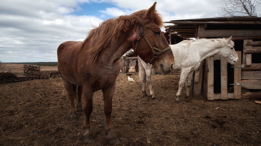 Photograph by Сергей Скоробогатов